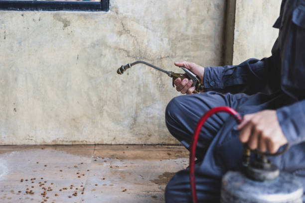 Wasp Removal Services in Gaffney, SC